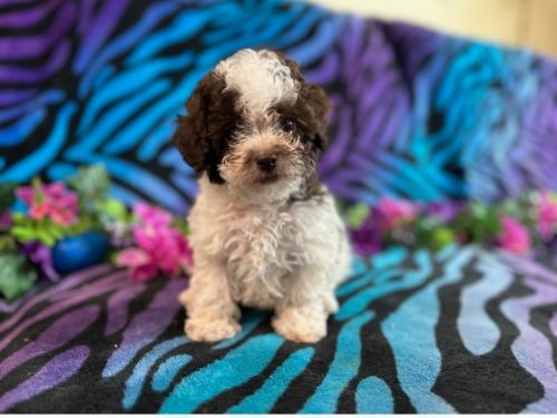 8 weeks old toy poodle (boy)