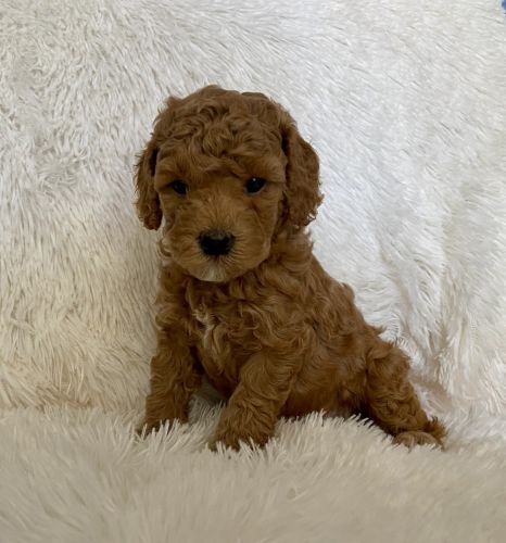 Red Toy Poodle Puppies