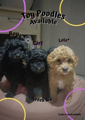 Gergeous Toy Poodles APRICOT/BLACK