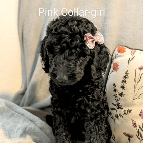 Poodle Puppies for sale in Acampo, CA 95220, USA. price: $1,500