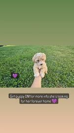 Apricot maltipoos poodle puppies