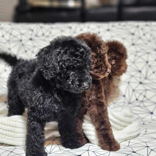 standard poodle akc