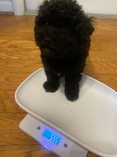 Miniature poodles for sale