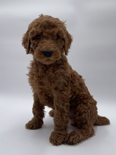 Poodle Puppies for sale in Sacramento, CA, USA. price: $1,000