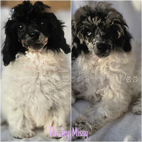 Poodle Puppies for sale in Coolidge, AZ, USA. price: $900