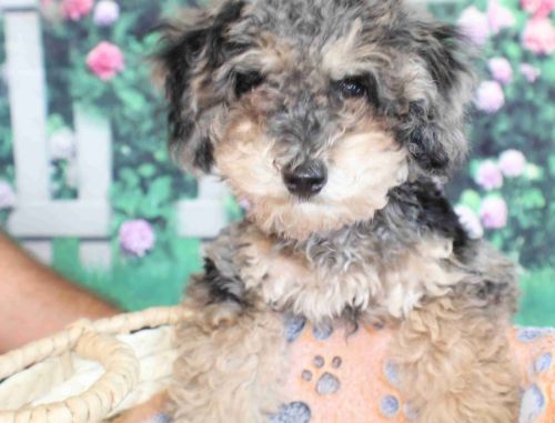 Mocha AKC miniature poodle
