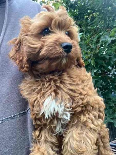 *ALL SOLD* - First Generation Toy Cavoodle Puppy for Sale
