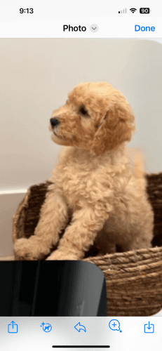 Toy poodle puppy