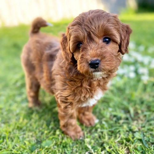 Toy poodle male and female apricot 10 wesk old