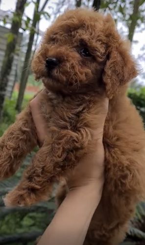 Mini Poodle Puppies