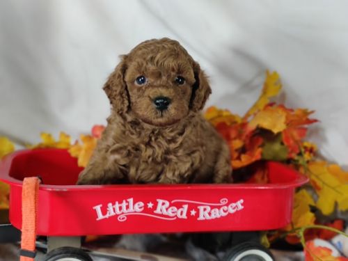Magnus red miniature poodle