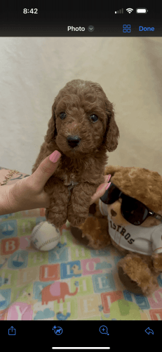 Puppies for sale ***