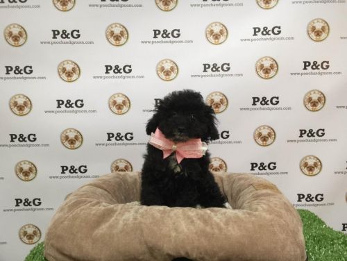 Poodle Puppies for sale in Los Angeles, CA, USA. price: $850