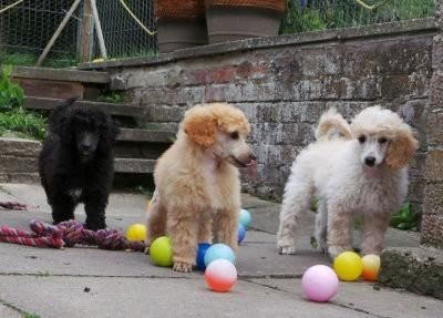 Poodle Puppies for sale in Roseville, CA, USA. price: NA