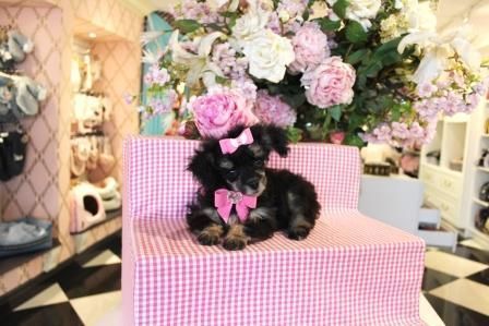 Poodle Puppies for sale in Fort Lauderdale, FL, USA. price: $2,250