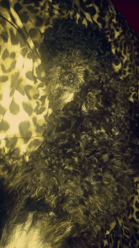 Donate and Guarenteed a Free puppy