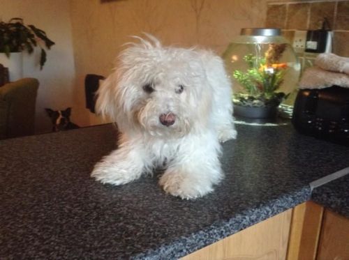 Standard Poodle Puppies for Sale