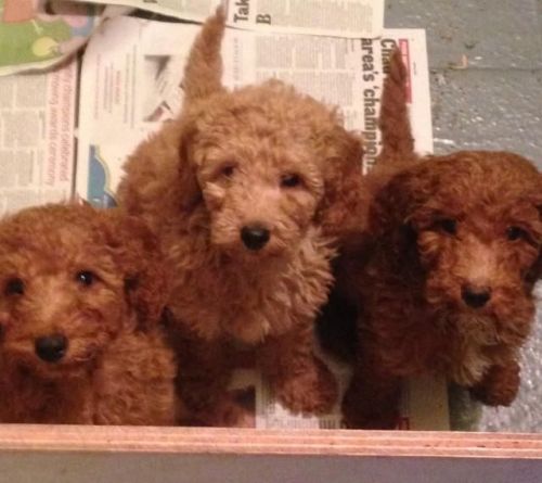 Mini Standard Poodles