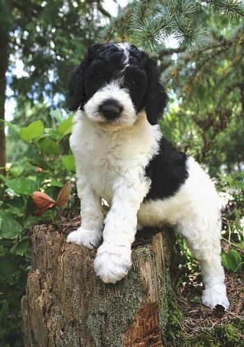 Poodle Puppies for sale in Dallas, TX, USA. price: NA