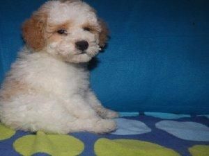 Akc poodle puppies