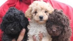 Poodle Puppies for sale in Los Angeles, CA, USA. price: NA
