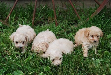 Poodle Puppies for sale in Los Angeles, CA, USA. price: NA