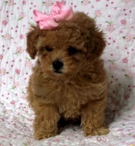 toy poodle pups available