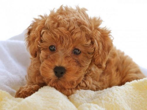 Poodle Puppies for sale in San Francisco, CA, USA. price: $500