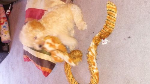 mini poodle looking for new home