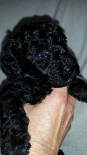 Colliepoo Puppies For Sale ***