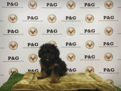 Poodle Puppies for sale in Temple City, CA, USA. price: $850