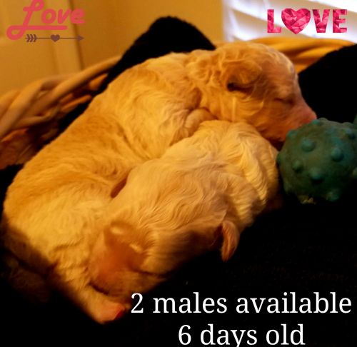 Gorgeous Minature Poodles