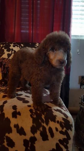 AKC Standard Poodles