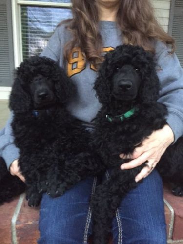 AKC Standard Poodle
