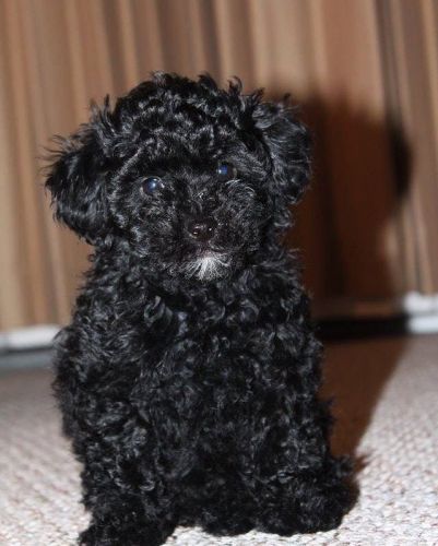Toy poodle