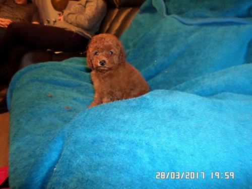Poodle Puppies for sale in San Francisco, CA 94124, USA. price: $500