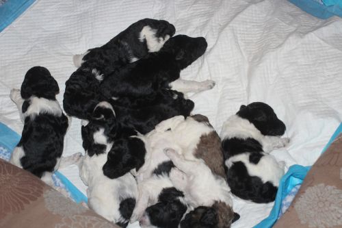 Poodle Puppies for sale in Los Angeles, CA, USA. price: $2,000
