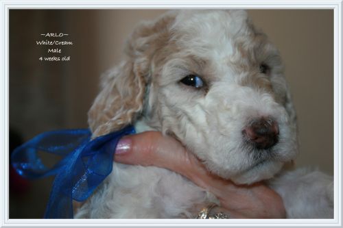 Poodle Puppies for sale in Dallas, TX, USA. price: $1,500