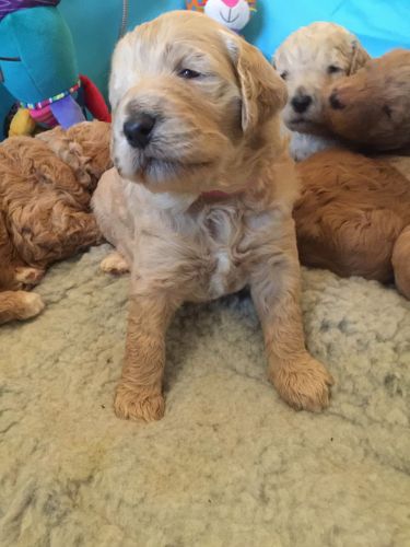 Amazing Abstract Standard Poodle Puppies