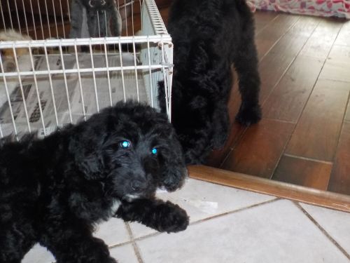 Labradoodles (lab/poodle)