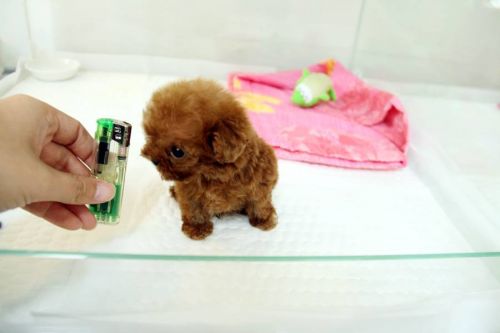 Teacup Poodle