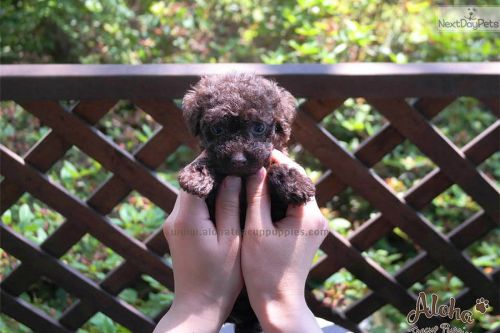 Teacup Poodle - Pudding *SALES PROMOTION*