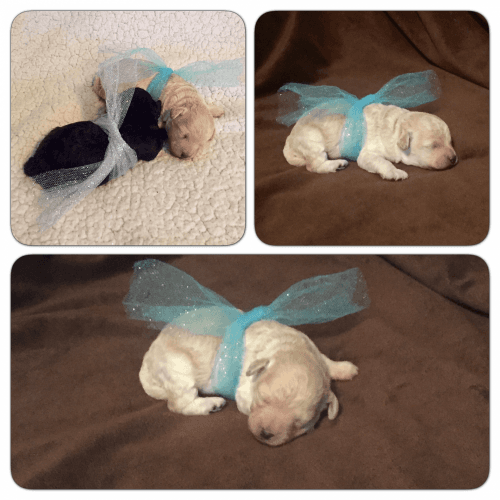 AKC Lil' Southern Pearl Poodle Babies