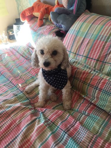 Adorable Poodle Puppy