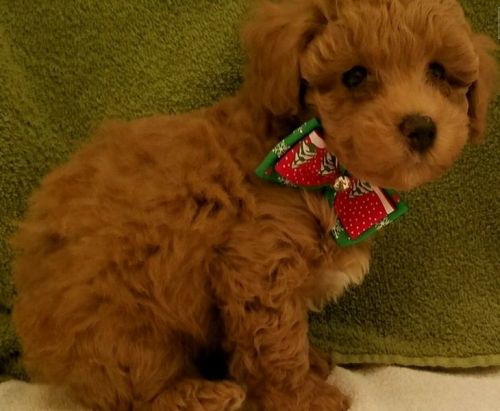 Poodle Puppies for sale in Chicago, IL, USA. price: $600