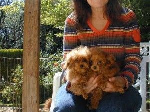 Poodle Puppies for sale in Texas St, San Francisco, CA 94107, USA. price: $400