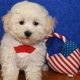 Poodle Puppies for sale in Texas St, San Francisco, CA 94107, USA. price: $400