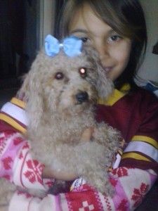 Poodle Puppies for sale in Texas St, San Francisco, CA 94107, USA. price: $400