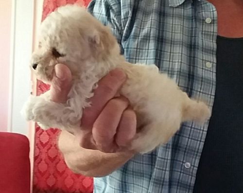 CKC Toy Poodle