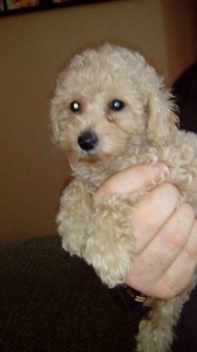Poodle Puppies for sale in 103 Broadway, New York, NY 10025, USA. price: NA